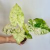 Alocasia odora ‘Batik Variegata’ Alocasia odora Batik Variegata vzacna panasovana alokazia