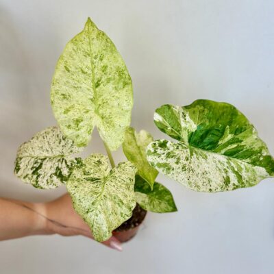 Izbové rastliny, riasogule a príslušenstvo Alocasia odora Batik Variegata vzacna panasovana alokazia