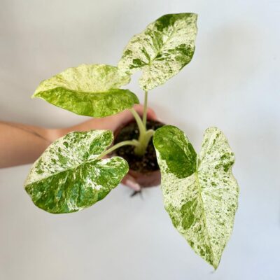 Alocasia odora ‘Batik Variegata’ Alocasia odora Batik Variegata vzacna panasovana alokazia