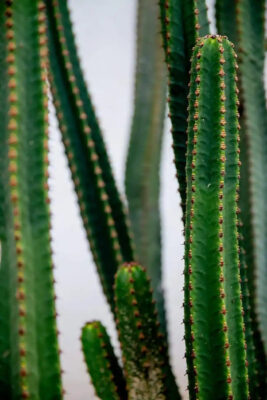 kaktus Plantizia.sk