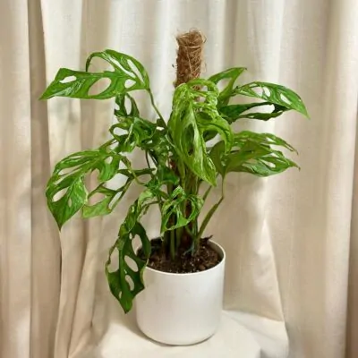 monstera adansonii indonesiam marble