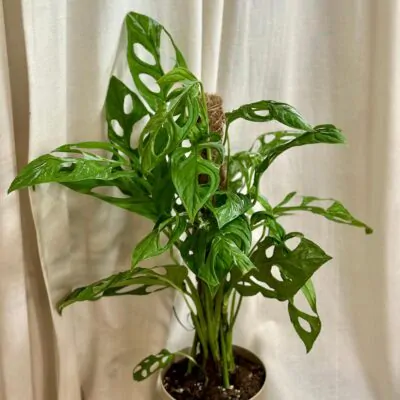 Monstera adansonii ‘Indonesian Marble’ monstera adansonii indonesiam marble