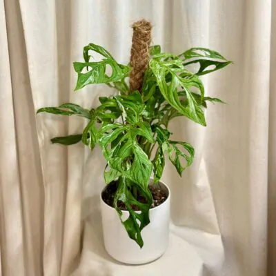 monstera adansonii indonesiam marble