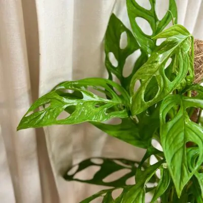 monstera adansonii indonesiam marble