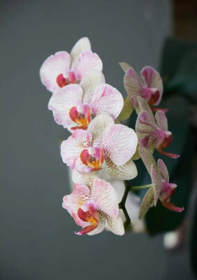 orchidea 1 Plantizia.sk