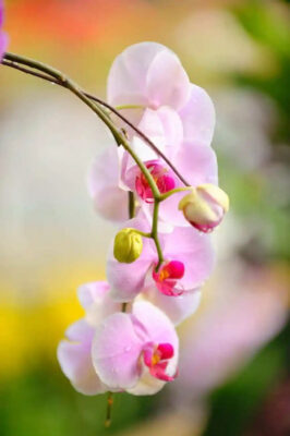 orchidea 4 Plantizia.sk