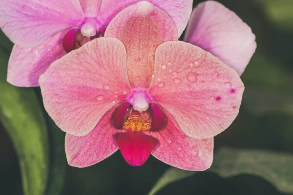 orchidea 5 Plantizia.sk