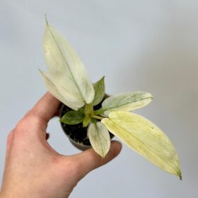 Philodendron ‘Florida Ghost’ baby