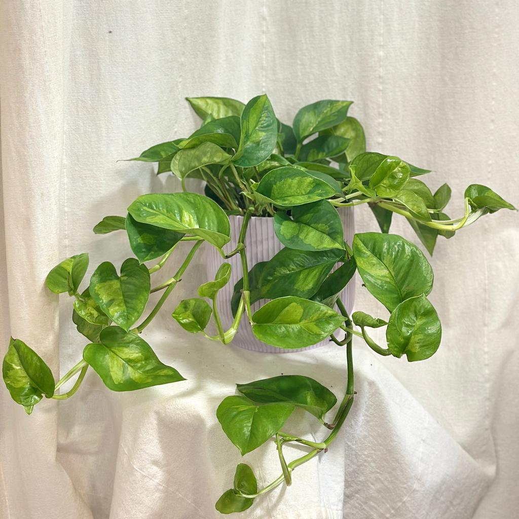 Pothos Epipremnum ‘Global Green’ veľký pothos epipremnum global green tahava izbova rastlina