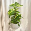 Pothos Epipremnum aureum ‘Hicolor’ na tyči pothos, potosovec zlatý, epipremnum aureum hicolor, divý jano, divný janko, golden ivy, šplhavník, šplhavnice, ťahavá rastlina, rastlina do tieňa, izbová rastlina, izbový kvet