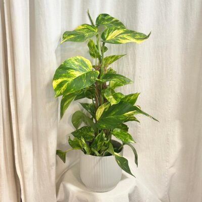 Izbové rastliny, riasogule a príslušenstvo pothos, potosovec zlatý, epipremnum aureum hicolor, divý jano, divný janko, golden ivy, šplhavník, šplhavnice, ťahavá rastlina, rastlina do tieňa, izbová rastlina, izbový kvet