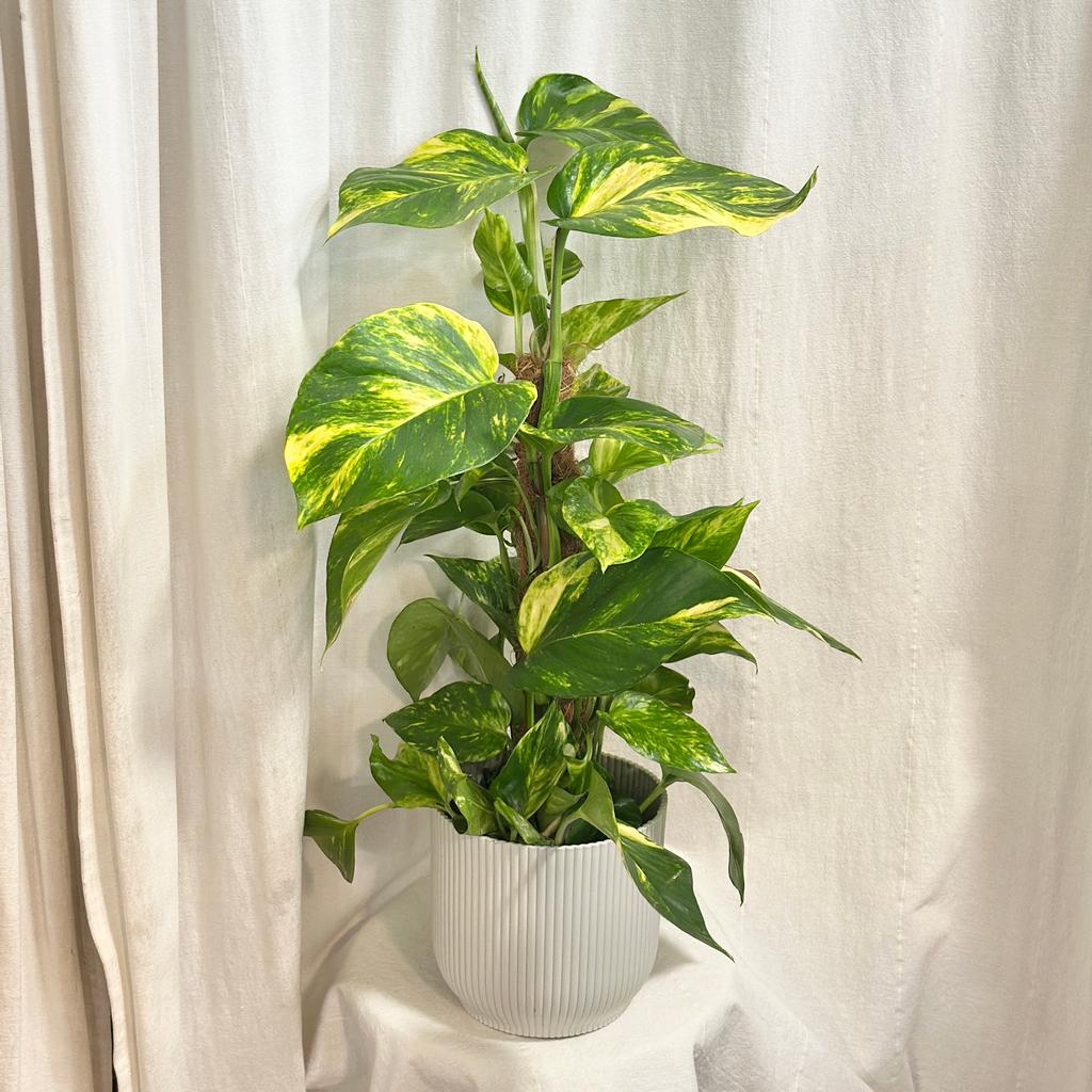 Pothos Epipremnum aureum ‘Hicolor’ na tyči pothos, potosovec zlatý, epipremnum aureum hicolor, divý jano, divný janko, golden ivy, šplhavník, šplhavnice, ťahavá rastlina, rastlina do tieňa, izbová rastlina, izbový kvet