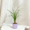 Slonia noha / Nolina recurvata malá nolina recurvata slonia noha baucarnea