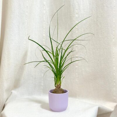 nolina recurvata slonia noha baucarnea
