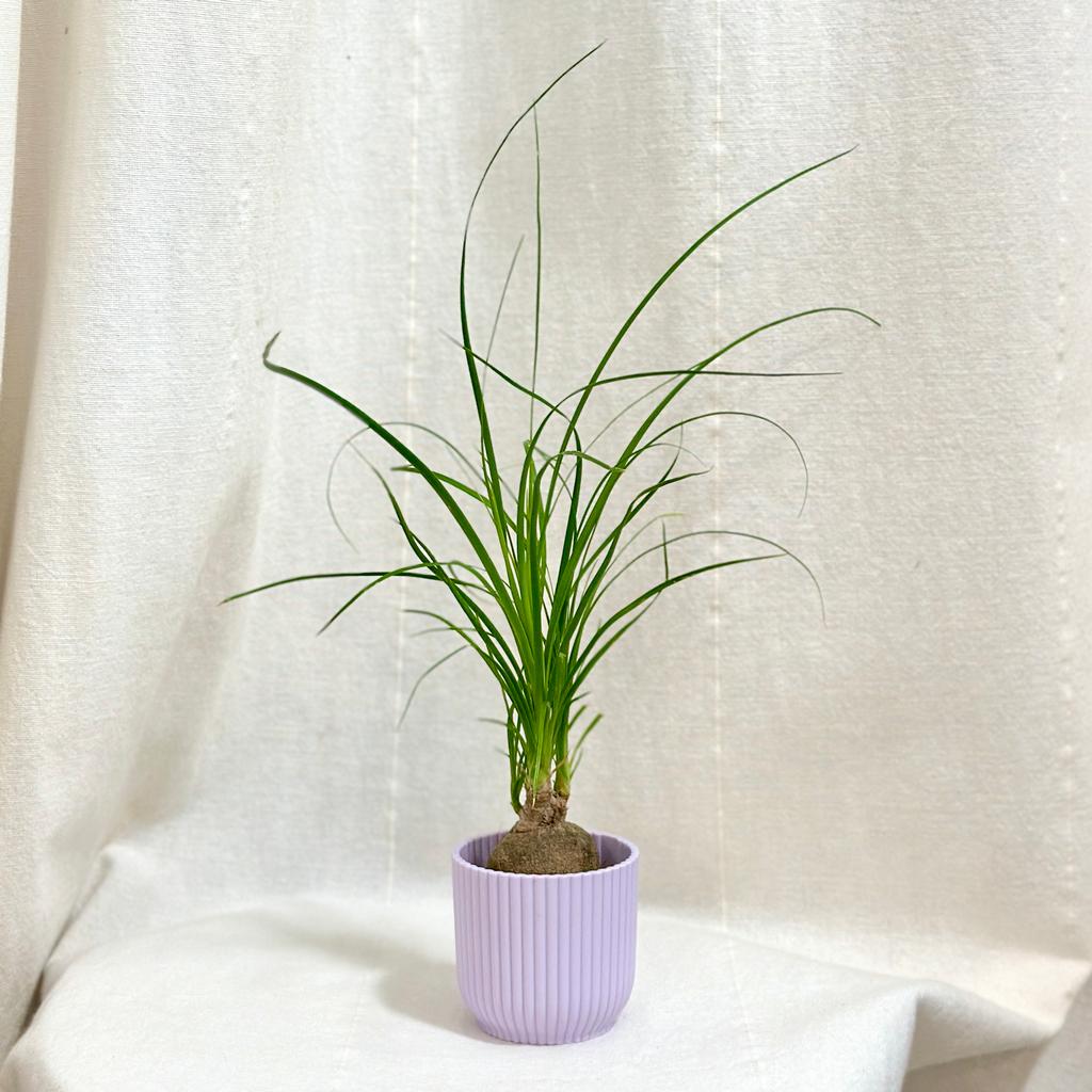Slonia noha / Nolina recurvata malá nolina recurvata slonia noha baucarnea