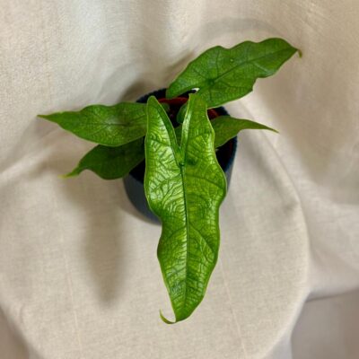 alocasia sulawesi green carper