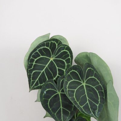 anthurium clarinervium velke plantizia