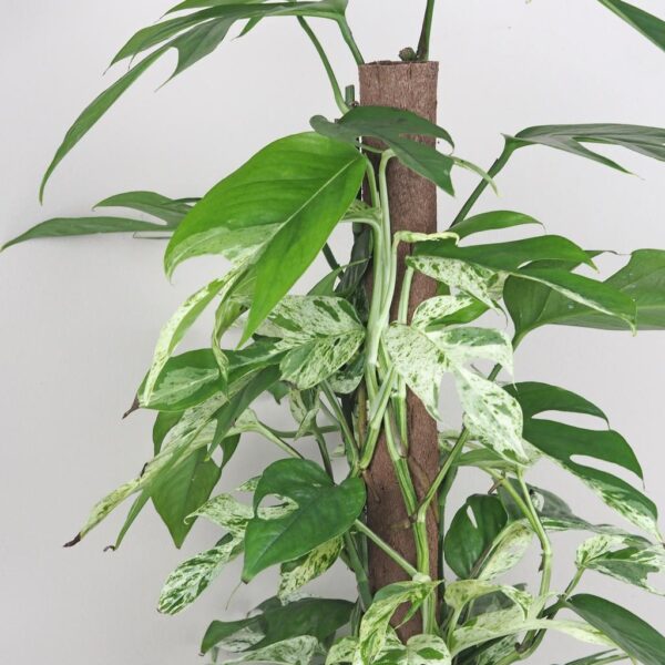epipremnum pinnatum variegata marble velky maxi panasovana izbova rastlina