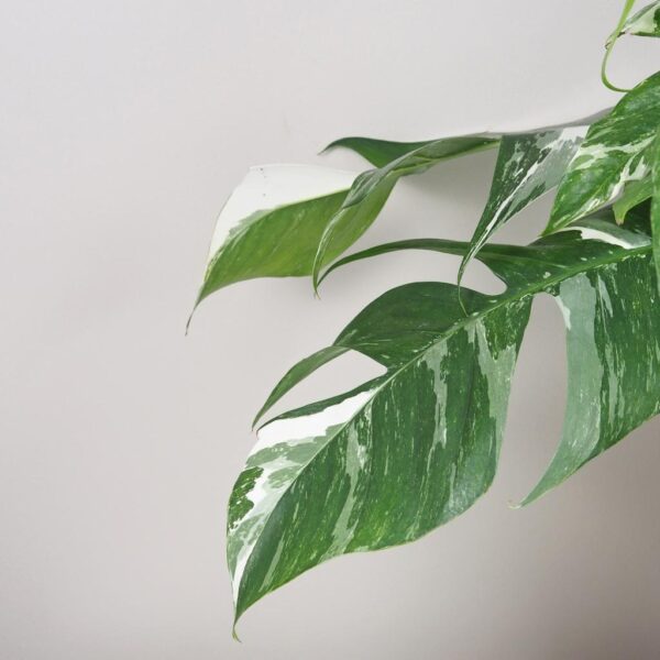 epipremnum pinnatum variegata panasovana izbova rastlina