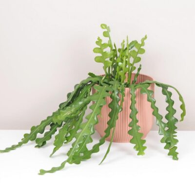 Fishbone cactus / Epiphyllum anguliger veľký fishbone kaktus epiphyllum anguliger