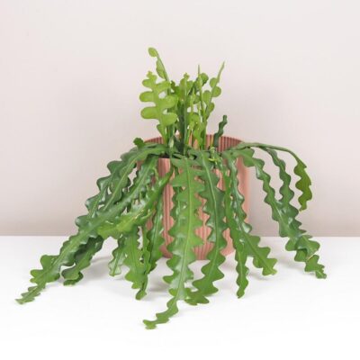 Fishbone cactus / Epiphyllum anguliger maxi fishbone kaktus epiphyllum anguliger