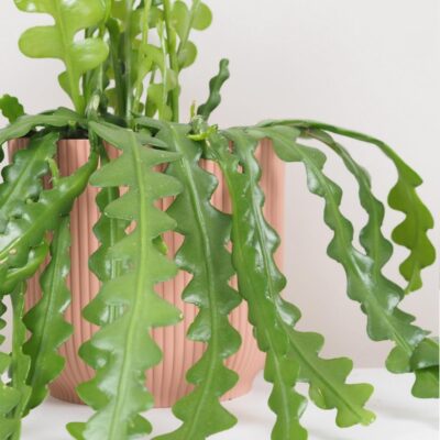 Fishbone cactus / Epiphyllum anguliger veľký fishbone kaktus epiphyllum anguliger