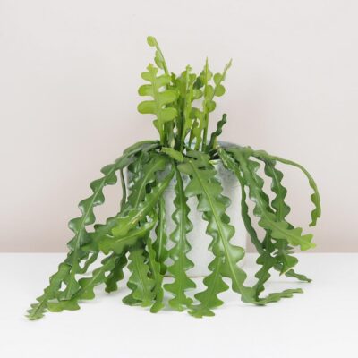 Fishbone cactus / Epiphyllum anguliger veľký fishbone kaktus epiphyllum anguliger