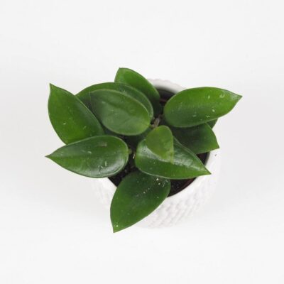 hoya carnosa voskovka tahava zelena izbova rastlina
