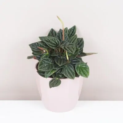 peperomia caperata amazonas