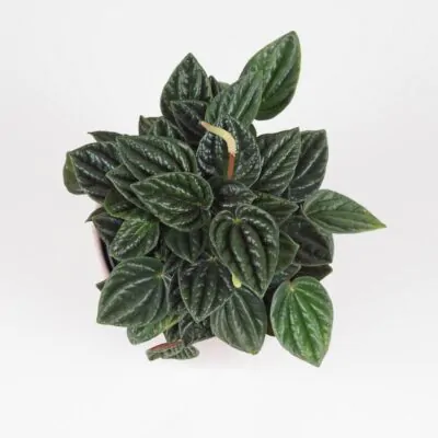 peperomia caperata amazonas