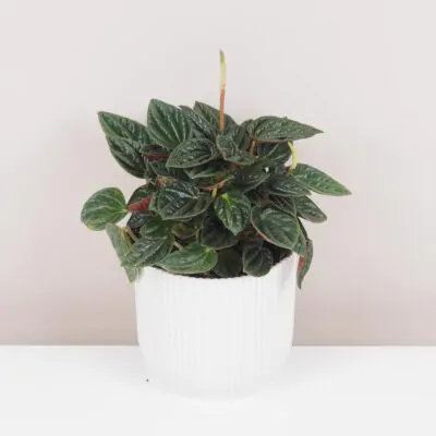 peperomia caperata amazonas