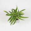 zelenec chocholaty chlorophytum comosum maly nenarocna izbova rastlina do tiena