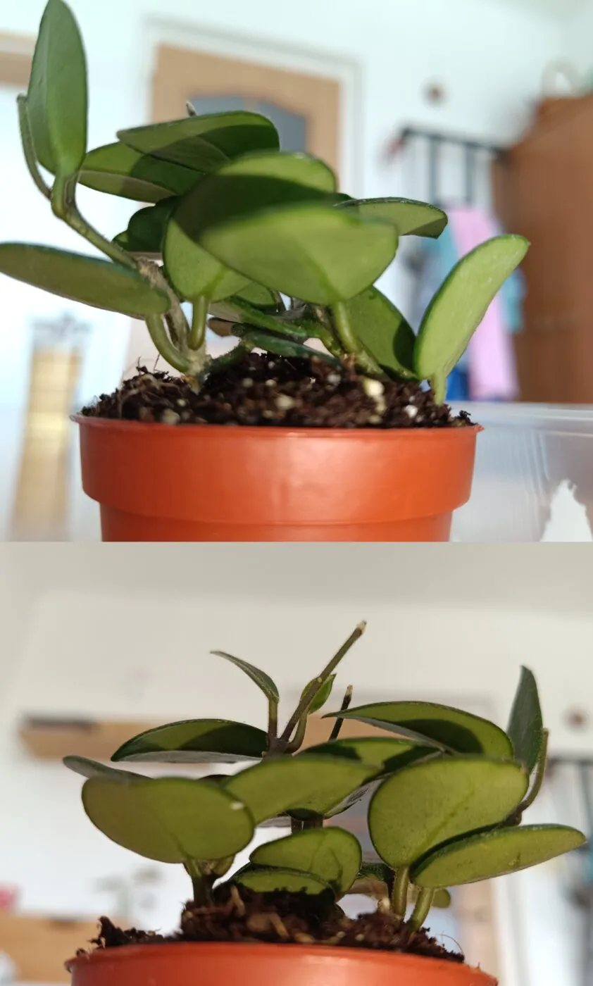 Image #2 from Phalaenopsis