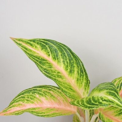 aglaonema eyecatcher farebne izbove rastliny
