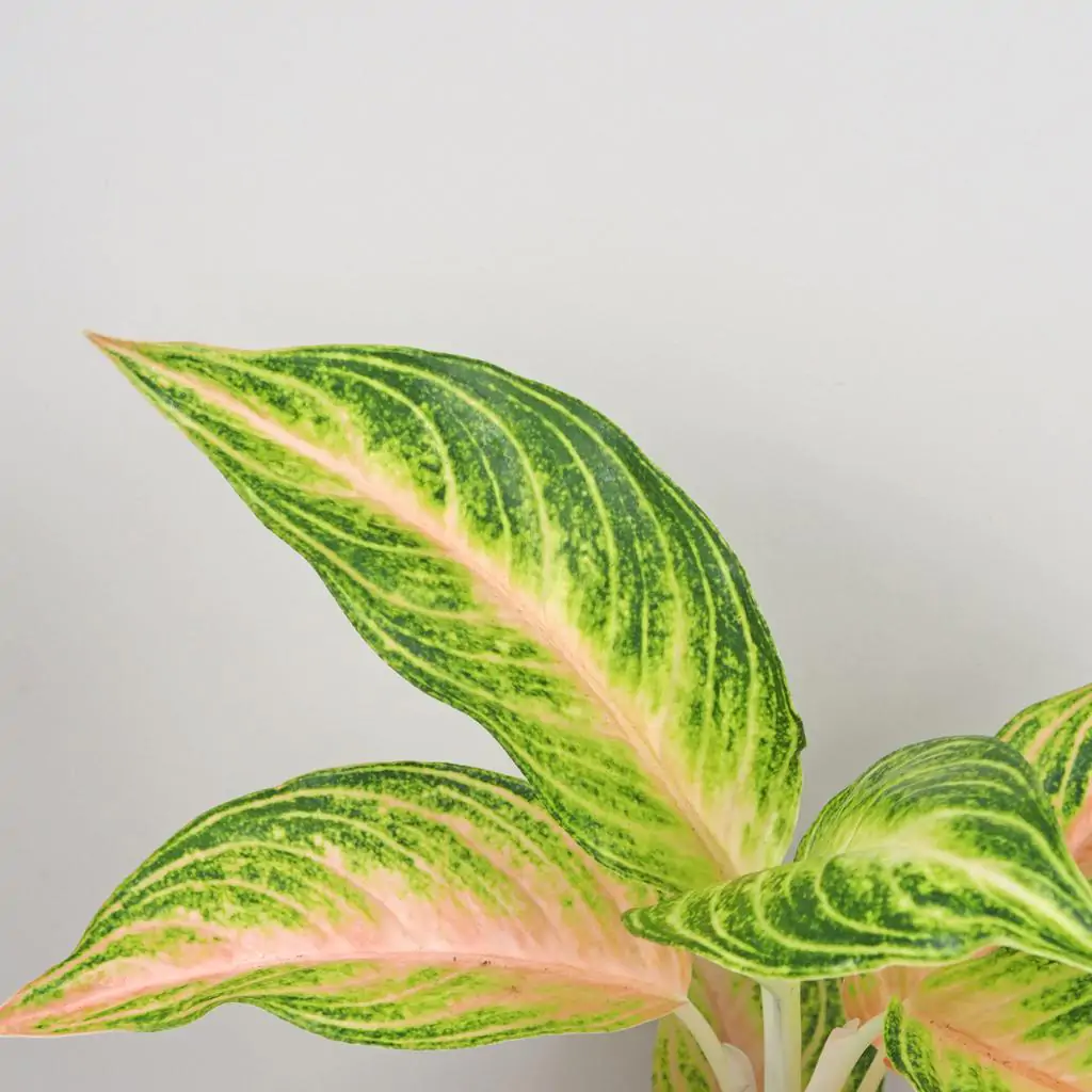 Aglaonema ‘Eyecatcher’ aglaonema eyecatcher farebne izbove rastliny