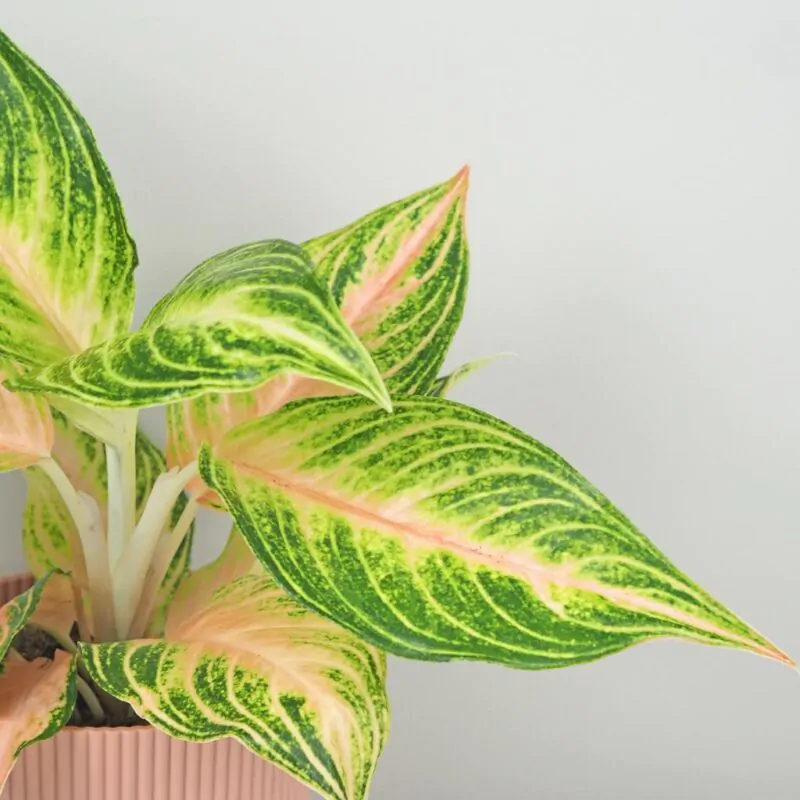 aglaonema eyecatcher farebne izbove rastliny