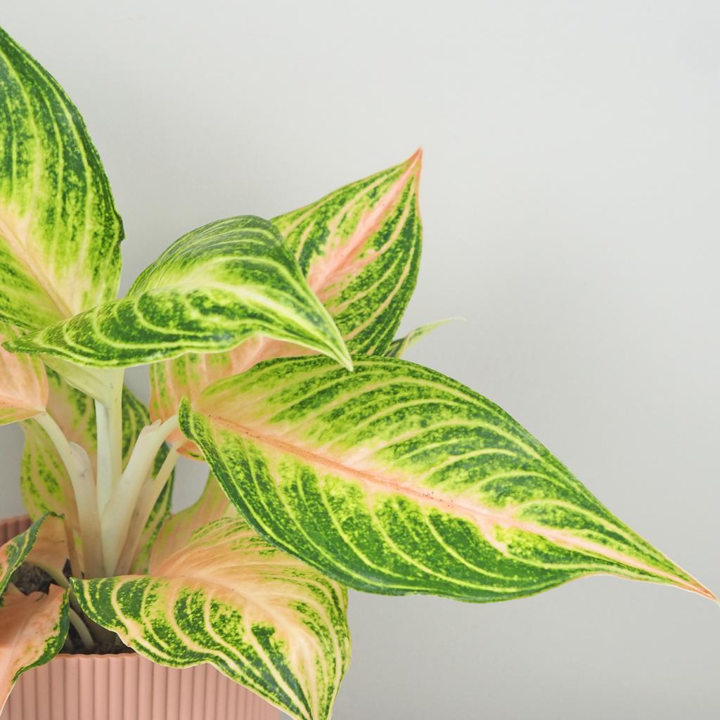 Aglaonema ‘Eyecatcher’ aglaonema eyecatcher farebne izbove rastliny