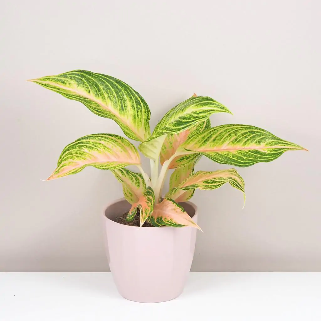 Aglaonema ‘Eyecatcher’ aglaonema eyecatcher farebne izbove rastliny