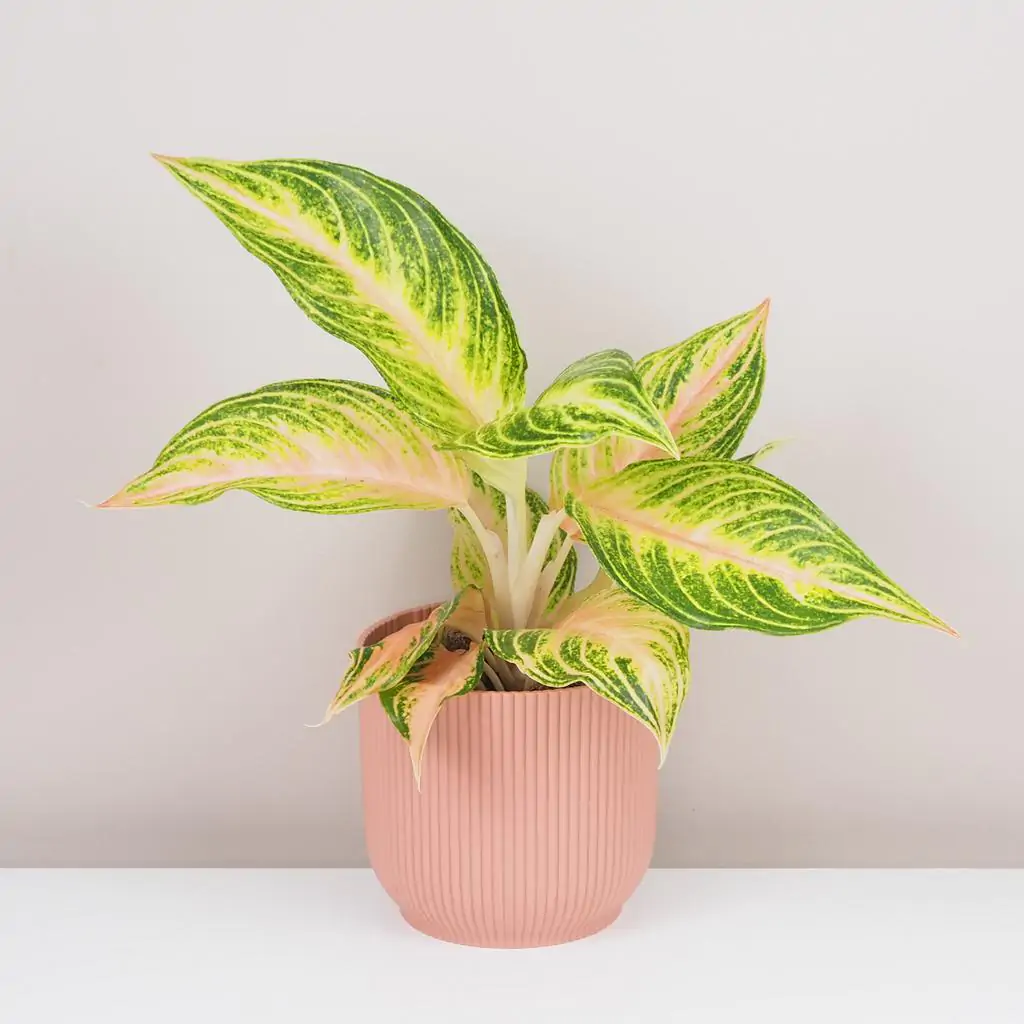 Aglaonema ‘Eyecatcher’