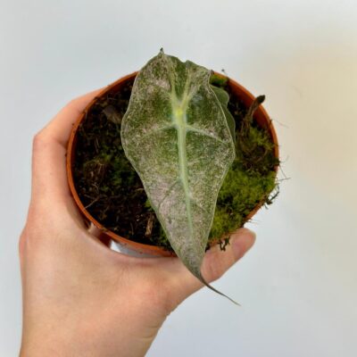 alocasia polly variegata