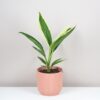 Cordyline fruticosa ‘New Conga’ cordyline fruticosa new conga