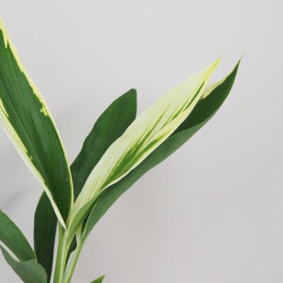 Cordyline fruticosa ‘New Conga’ cordyline fruticosa new conga