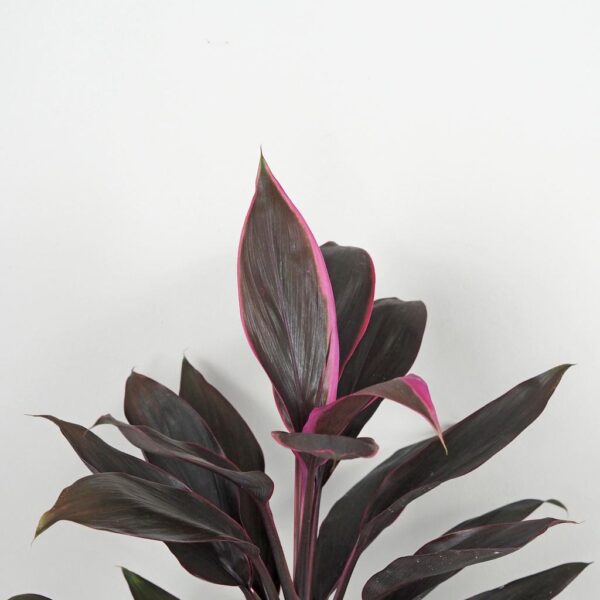 cordyline fruticosa tango fialova izbova rastlina