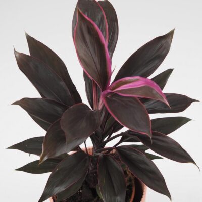 cordyline fruticosa tango fialova izbova rastlina