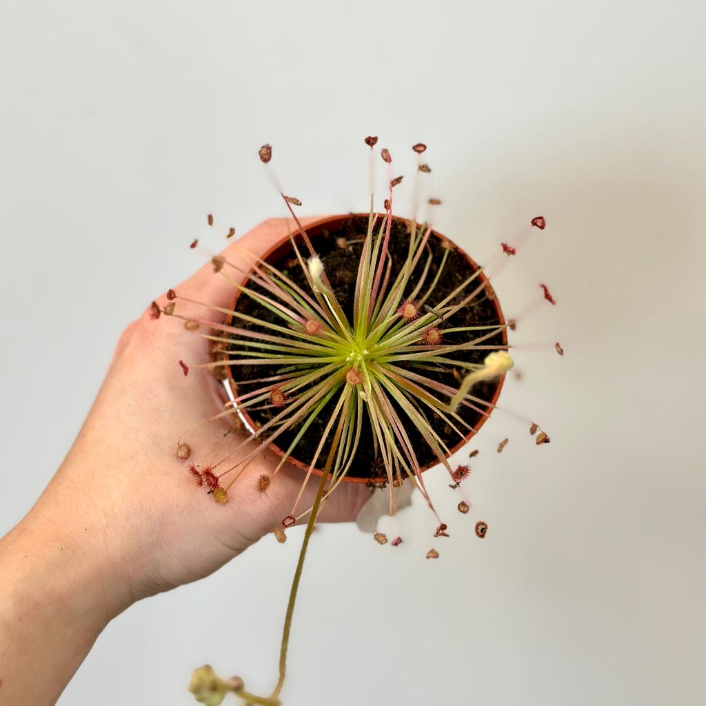 Drosera paradoxa