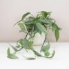 epipremnum pinnatum cebu blue pothos raritna zberatelska izbova rastlina