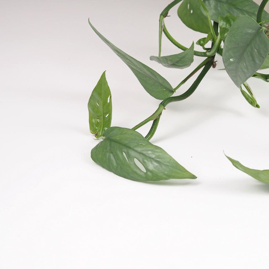 Epipremnum pinnatum ‘Cebu blue’ veľký epipremnum pinnatum cebu blue pothos raritna zberatelska izbova rastlina