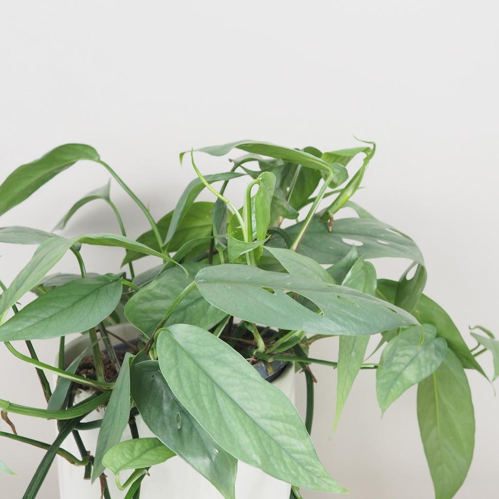 Epipremnum pinnatum ‘Cebu blue’ veľký epipremnum pinnatum cebu blue pothos raritna zberatelska izbova rastlina