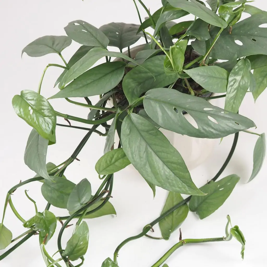 Epipremnum pinnatum ‘Cebu blue’ veľký epipremnum pinnatum cebu blue pothos raritna zberatelska izbova rastlina