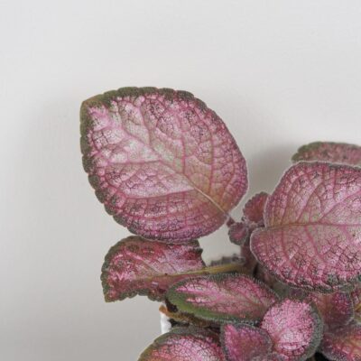 Episcia ‘Malayan Gem’ episcia malayan gem